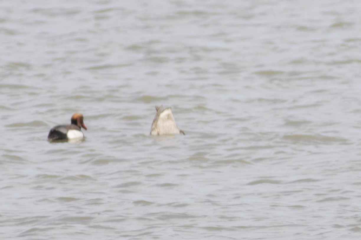 Red-crested Pochard